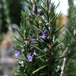 Romero Azul – Rosmarinus Officinalis “Tuscan Blue”