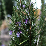 Romero Azul – Rosmarinus Officinalis “Tuscan Blue”