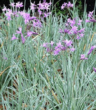 Tulbaghia variegata