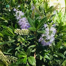 Veronica Brillantisima