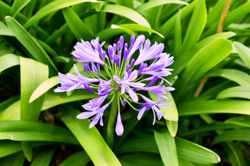 Agapanto Azul– Agapanthus Africanus BOLSA 25
