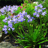 Agapanto Enano Azul- Agapanthus Dwarf