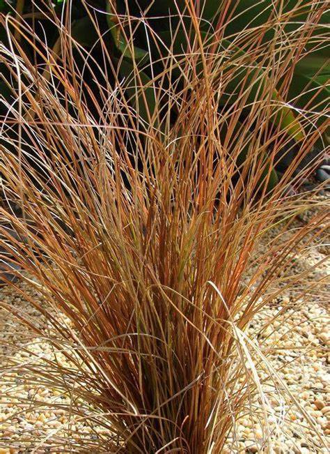 Carex Comans Bronze