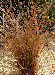 Carex Bronce – Carex Comans Bronze