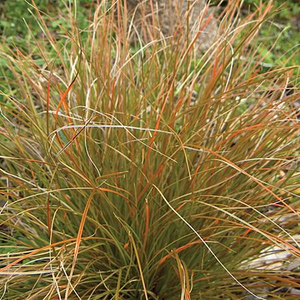 Carex Flagellifera – Carex Flagellifera
