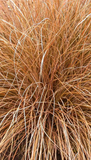 Carex Flagellifera – Carex Flagellifera