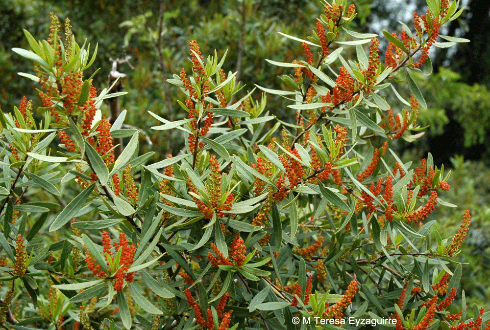 Colliguay (Colliguaja Odorifera)