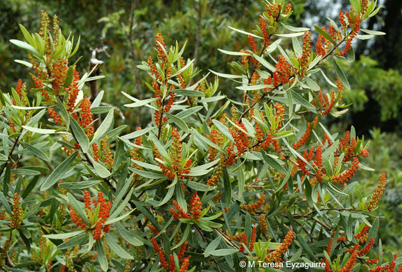 Colliguay (Colliguaja Odorifera)