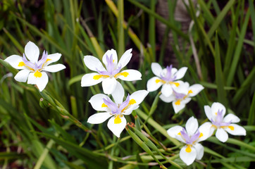 Dietes – Dietes Grandiflora