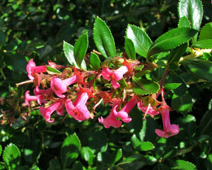 Escallonia Rubra Var. Macrantha-Ñipa