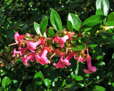 Escallonia Rubra Var. Macrantha-Ñipa