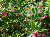 Escallonia Rubra Var. Macrantha-Ñipa