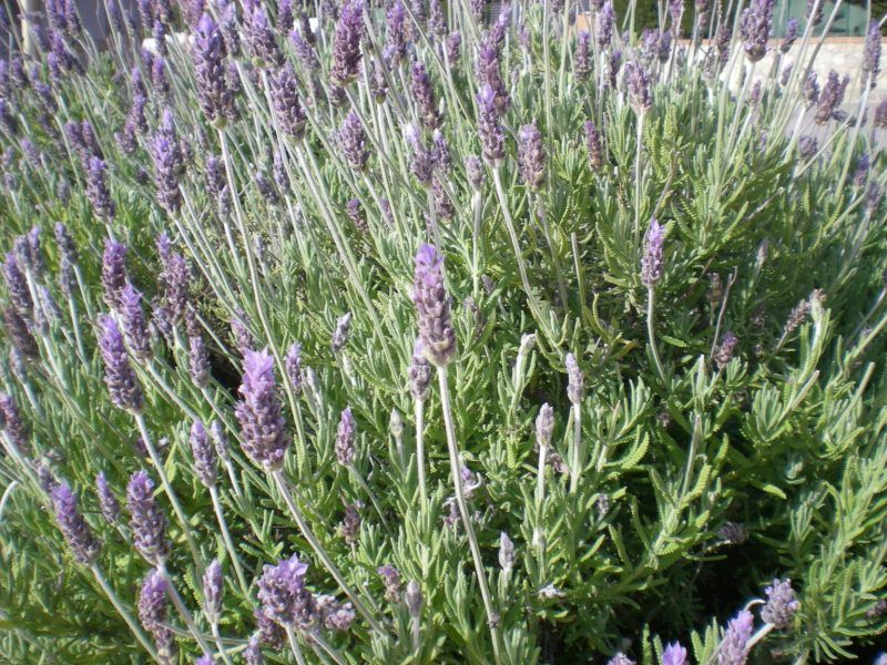 Lavanda Francesa – Lavandula Dentata