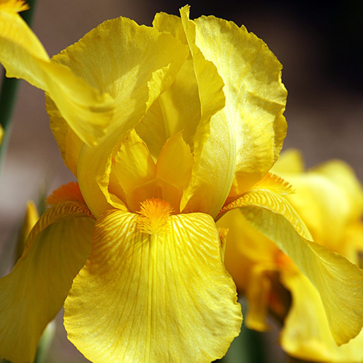 Lirio Amarillo- Iris Germanica