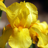 Lirio Amarillo – Iris Germanica BAJO CONSUMO HÍDRICO “inmortal “