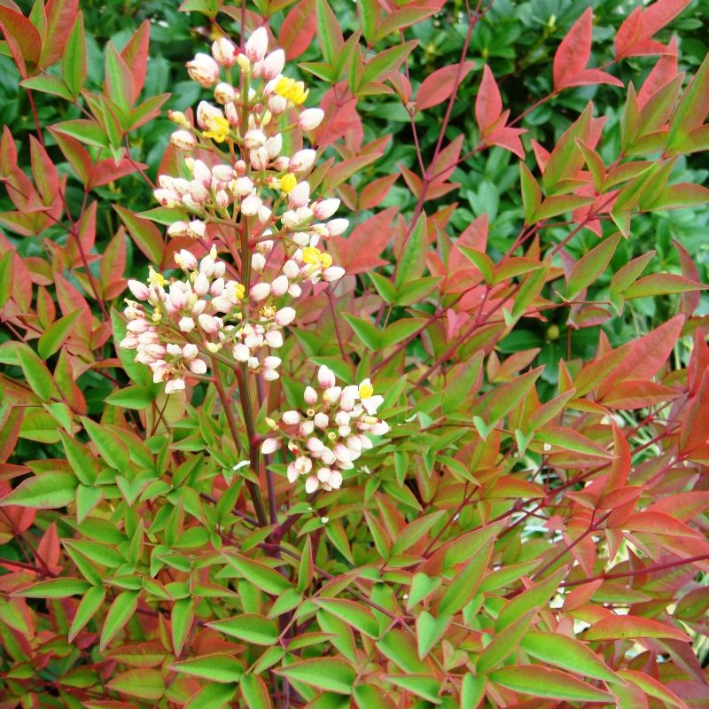 Nandina