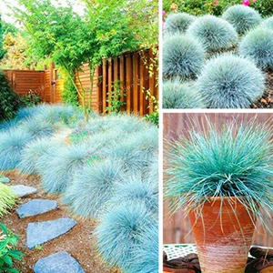 Poa Azul