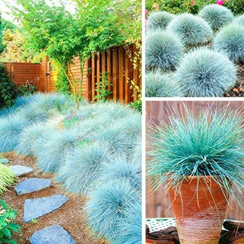 Poa Azul