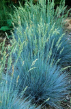Poa Azul