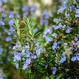 Romero Rastrero – Rosmarinus Officinalis Prostratus