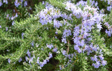 Romero Rastrero – Rosmarinus Officinalis Prostratus