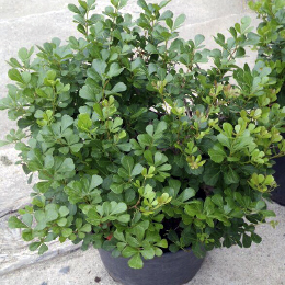 Rhus – Rhus Crenata  Altura Aproximada:0.25 Mt