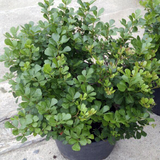 Rhus – Rhus Crenata  Altura Aproximada:0.25 Mt