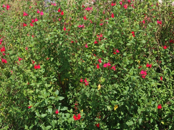 Salvia Roja – Salvia Microphylla