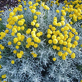 Santolina – Santolina Chamaecyparissus