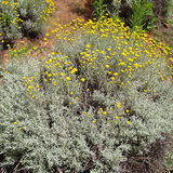 Santolina – Santolina Chamaecyparissus