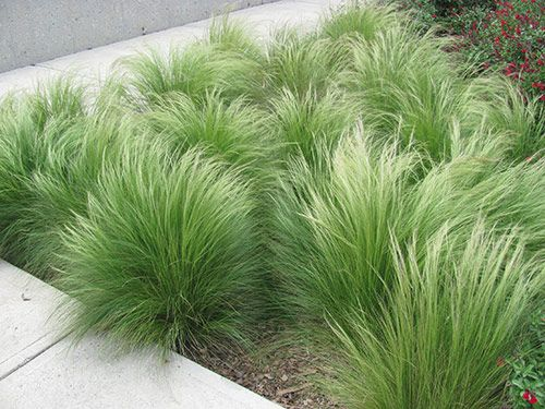 Stipa Tenuissima
