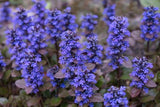 Ajuga Morada