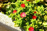 Aptenia Cordifolia