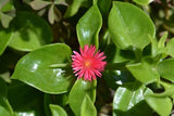 Aptenia Cordifolia