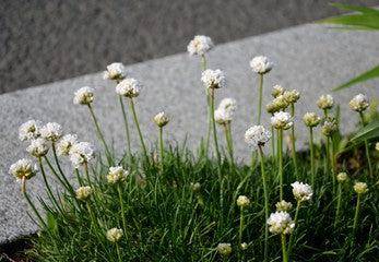 Armeria Maritima Blanca