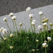 Armeria Maritima Blanca