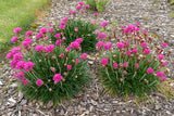 Armeria Maritima Rosada