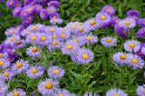 Aster Celeste