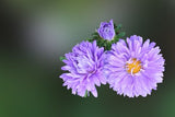 Aster Celeste