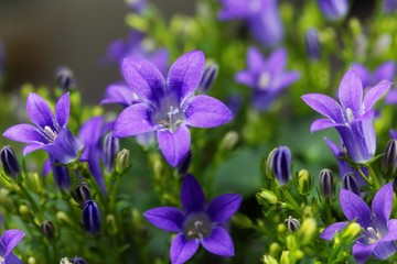 Campanula Carpatica maceta