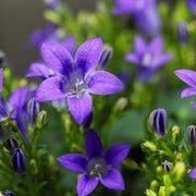 Campanula Carpatica maceta