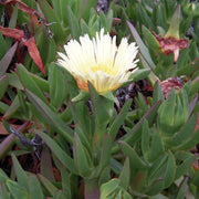 Doca (Carpobrotus Aequilaterus)