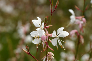 Gaura Blanca