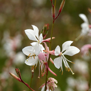 Gaura Blanca