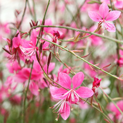 Gaura Rosada