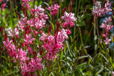 Gaura Rosada