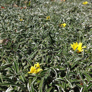 Dymondia  estándar (Dymondia Margaretae) "green diamond"