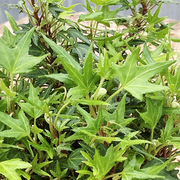Hiedra Mini Argentina (Hedera Helix Mini Green)