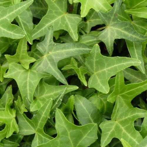 Hedera Helix Var. Pedata
