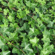 Hiedra Verde (Hedera Helix)